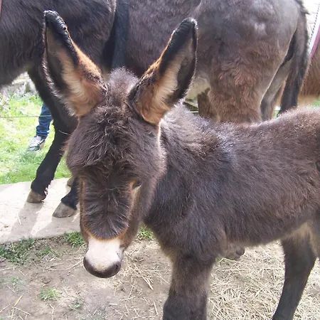 Waldhotel Felschbachhof Ulmet