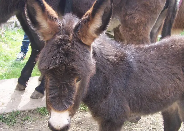 Waldhotel Felschbachhof Ulmet